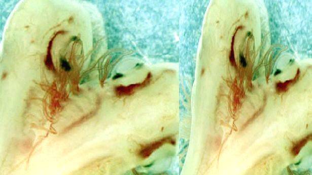 double-head-shark- double-head-shark-