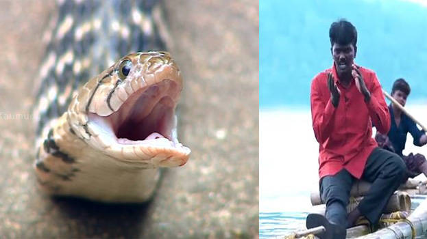 snake-master snake-master