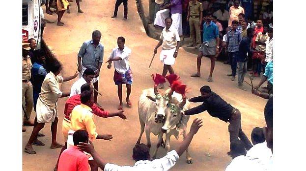 jellikettu jellikettu