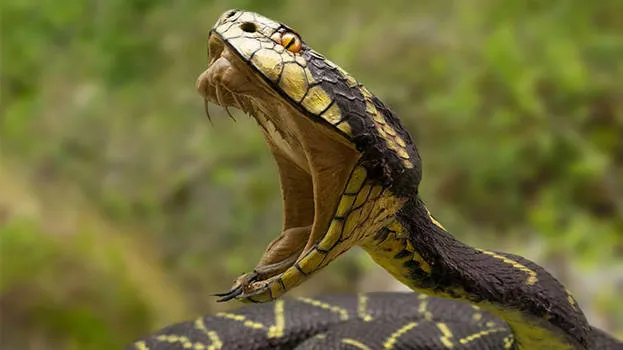 snakes