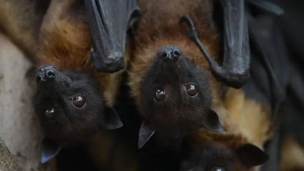 bat