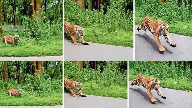 tiger