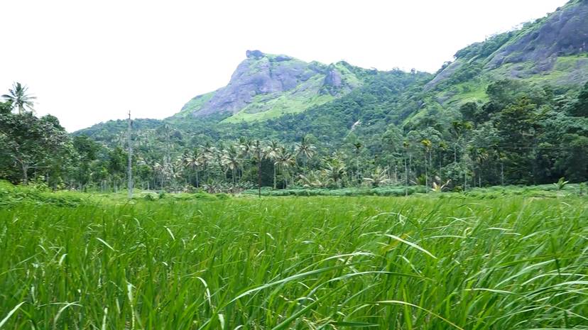 pady-fields pady-fields