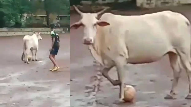cow-plays-football cow-plays-football