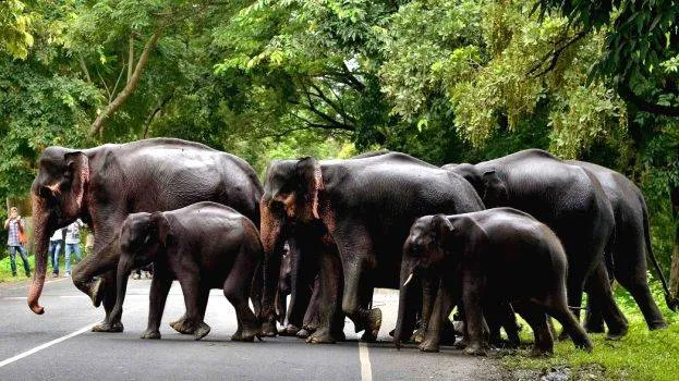 elephant-accident