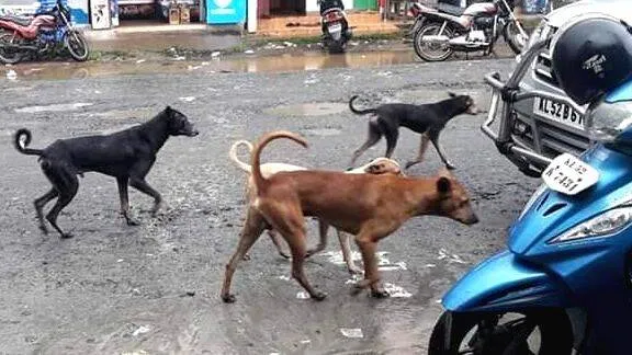 dogs