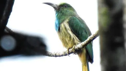 bird