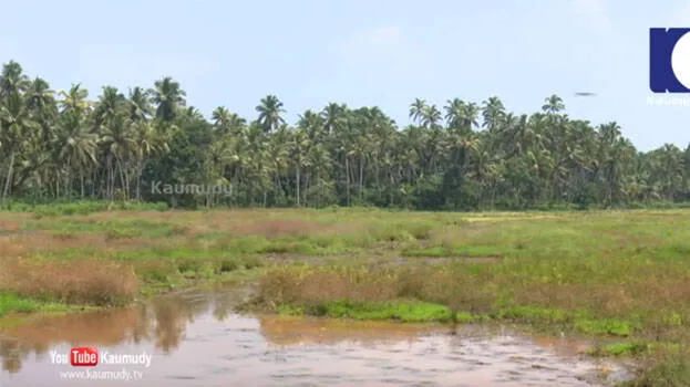 paddyland