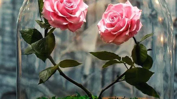 rose