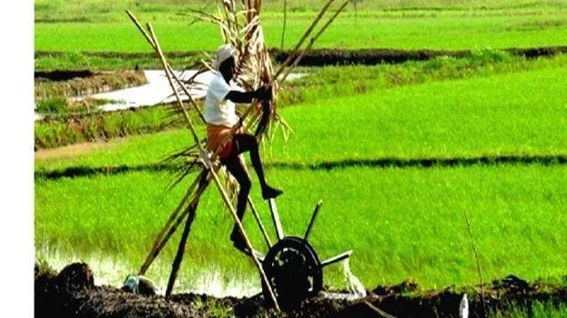 farmer-