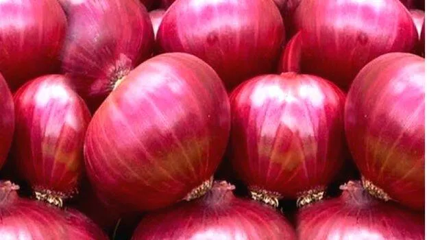 onion-