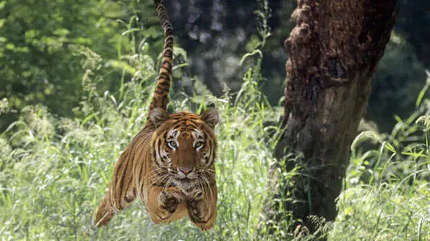 tiger-viral-video