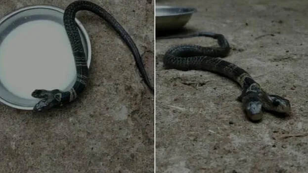 two-headed-snake