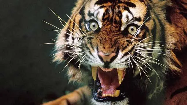 tiger