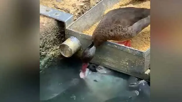duck