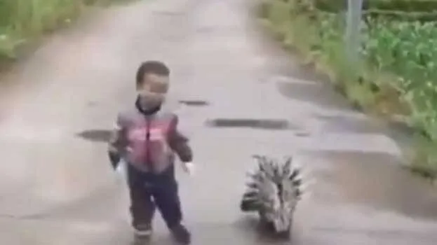 porcupine-and-child