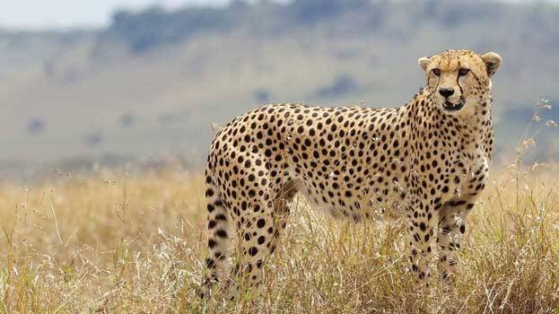 cheetah cheetah