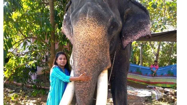 elephant