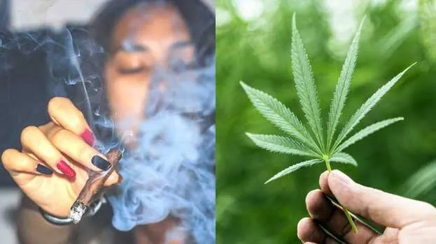 marijuana