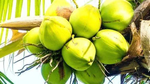 coconut-oil
