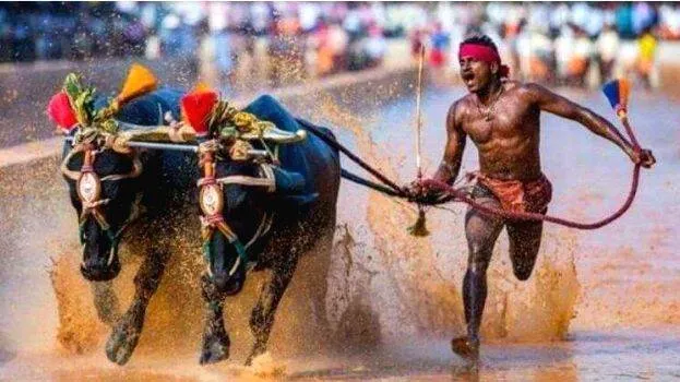 india-bolt-