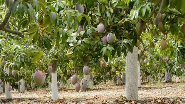 mango-city