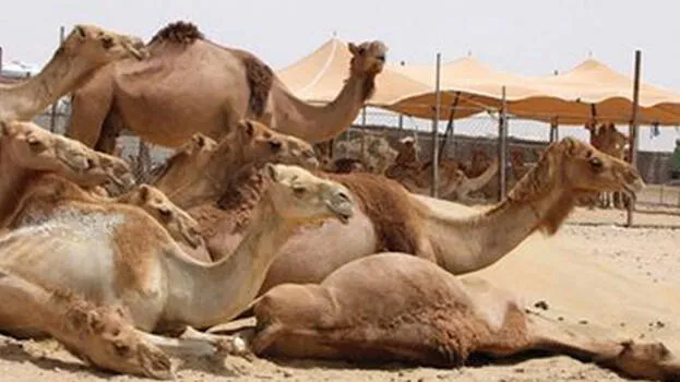 camel