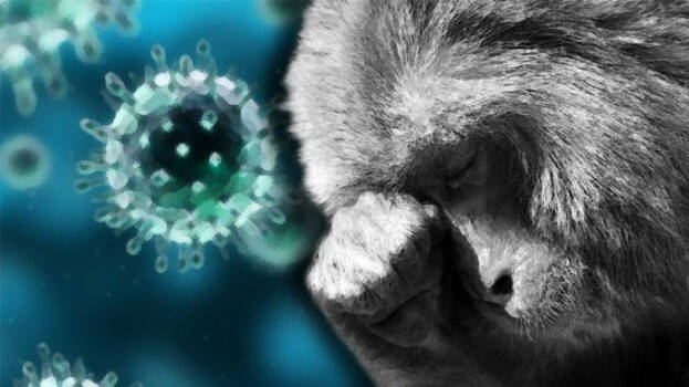 monkey-fever monkey-fever