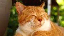 cat-