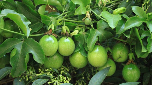 passion-fruit passion-fruit