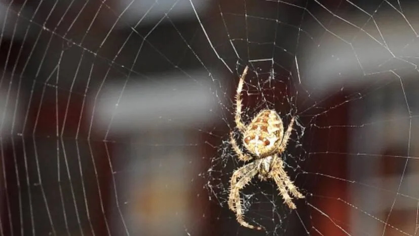 spider