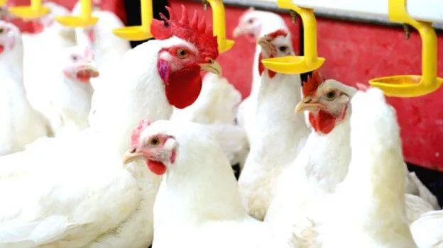 chicken