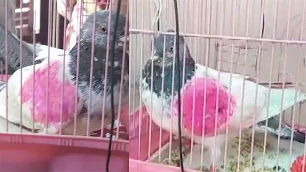 pigeon