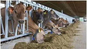 cow