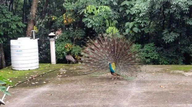 18-peacock