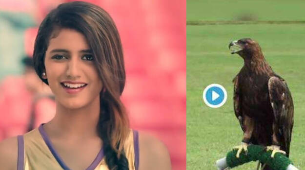 priya-eagle priya-eagle