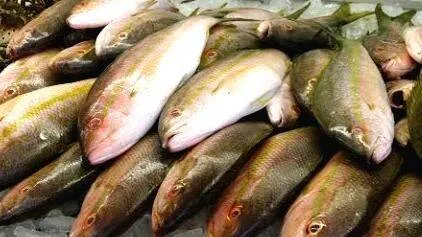 fish