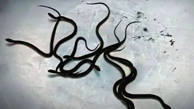 snake