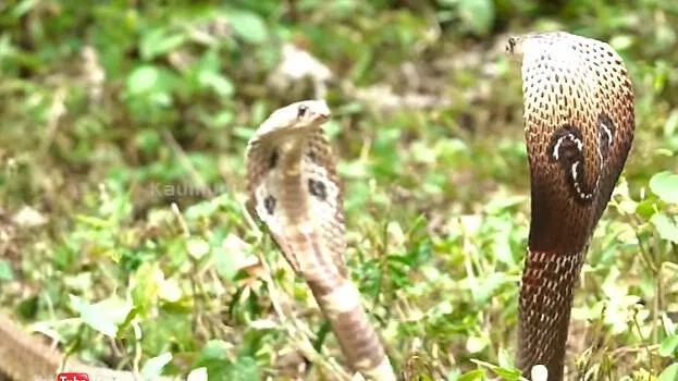 snake