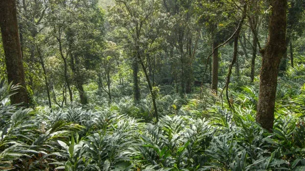 plantation-