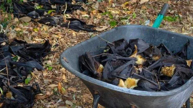 bat