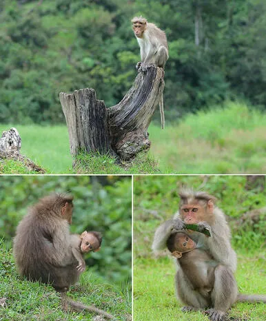 kurang