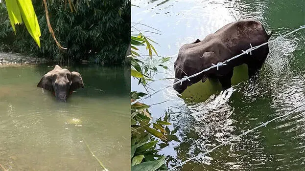 elephant