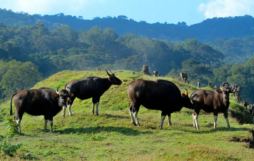 munnar