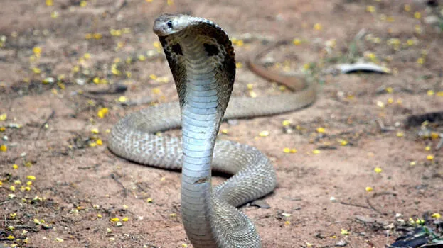 snake-bite