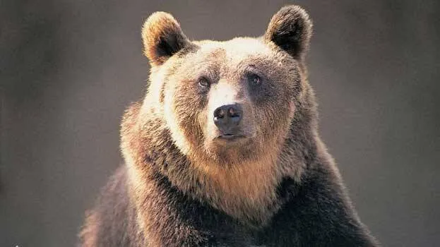 bear