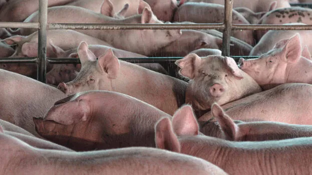 pig
