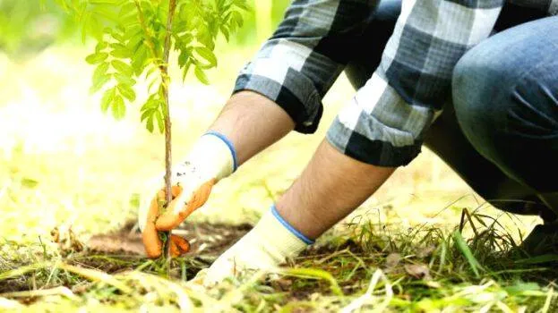planting-tree