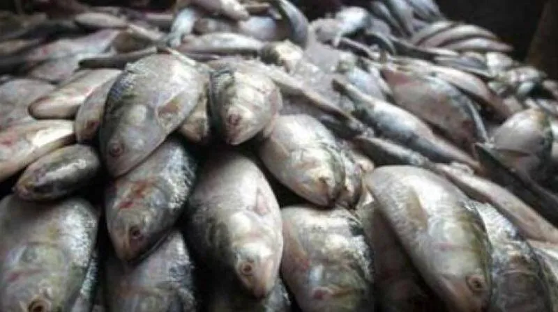 fish