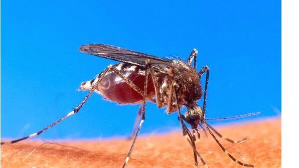 mosquito